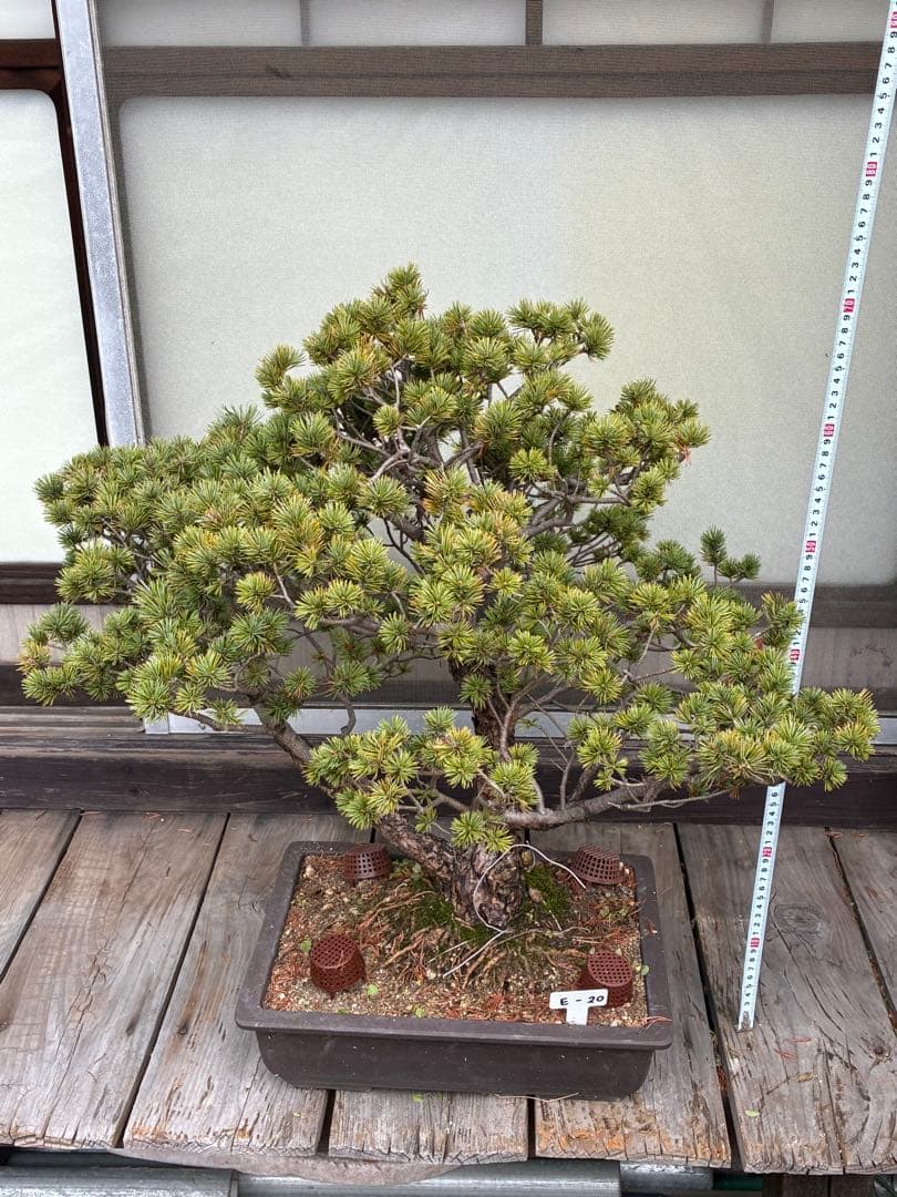 俊*様 ★盆栽★ 赤石五葉松　E- 20 樹齢70年以上　★愛媛県より発送★