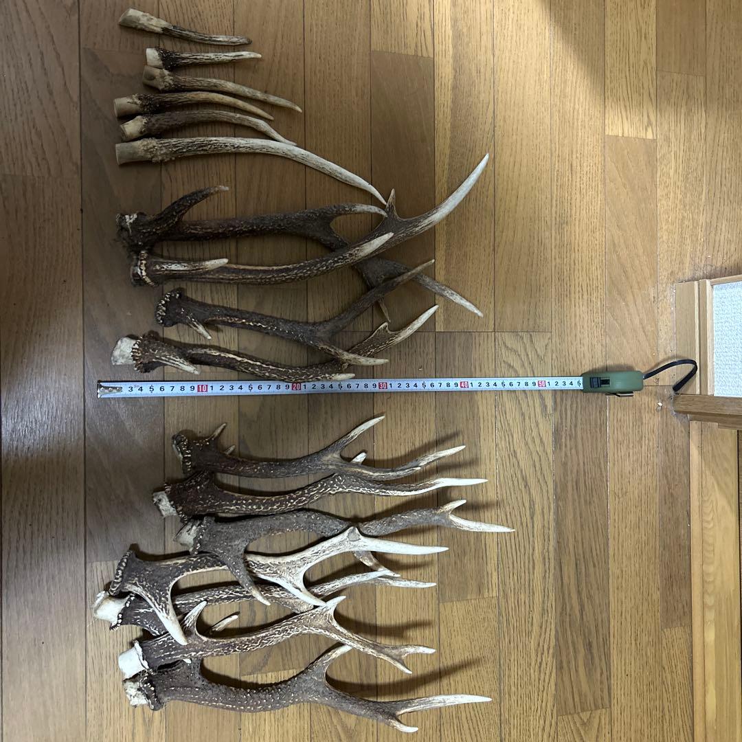 少し値下げしました ニホンジカ角 17本 インテリア装飾品、アクセサリー加工など