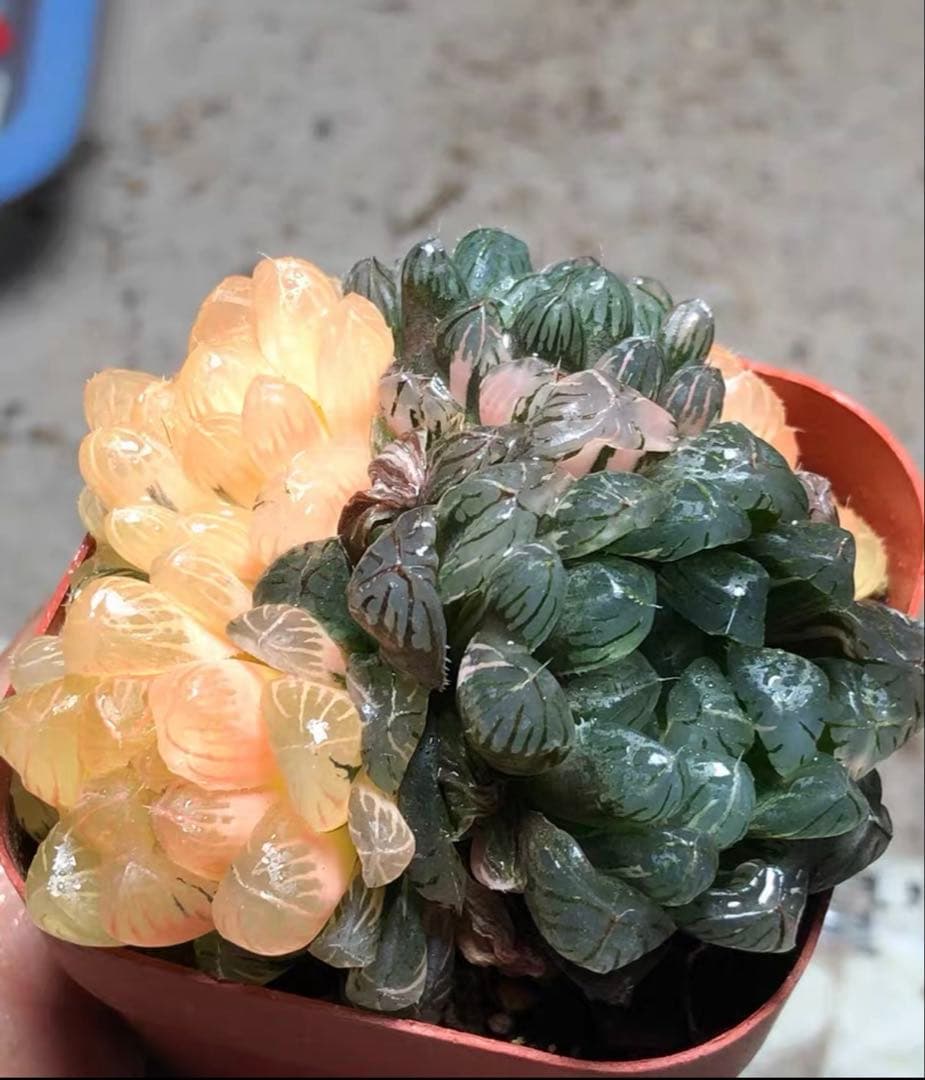 じ*む様 多肉植物　ハオルチア　藤乙オブツーサ錦　群生　鮮明錦　超美品