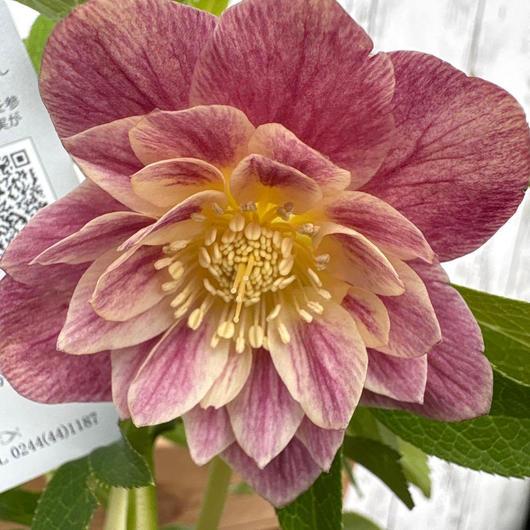 クリスマスローズ苗　ウィンターシンフォニー　蕾付きです