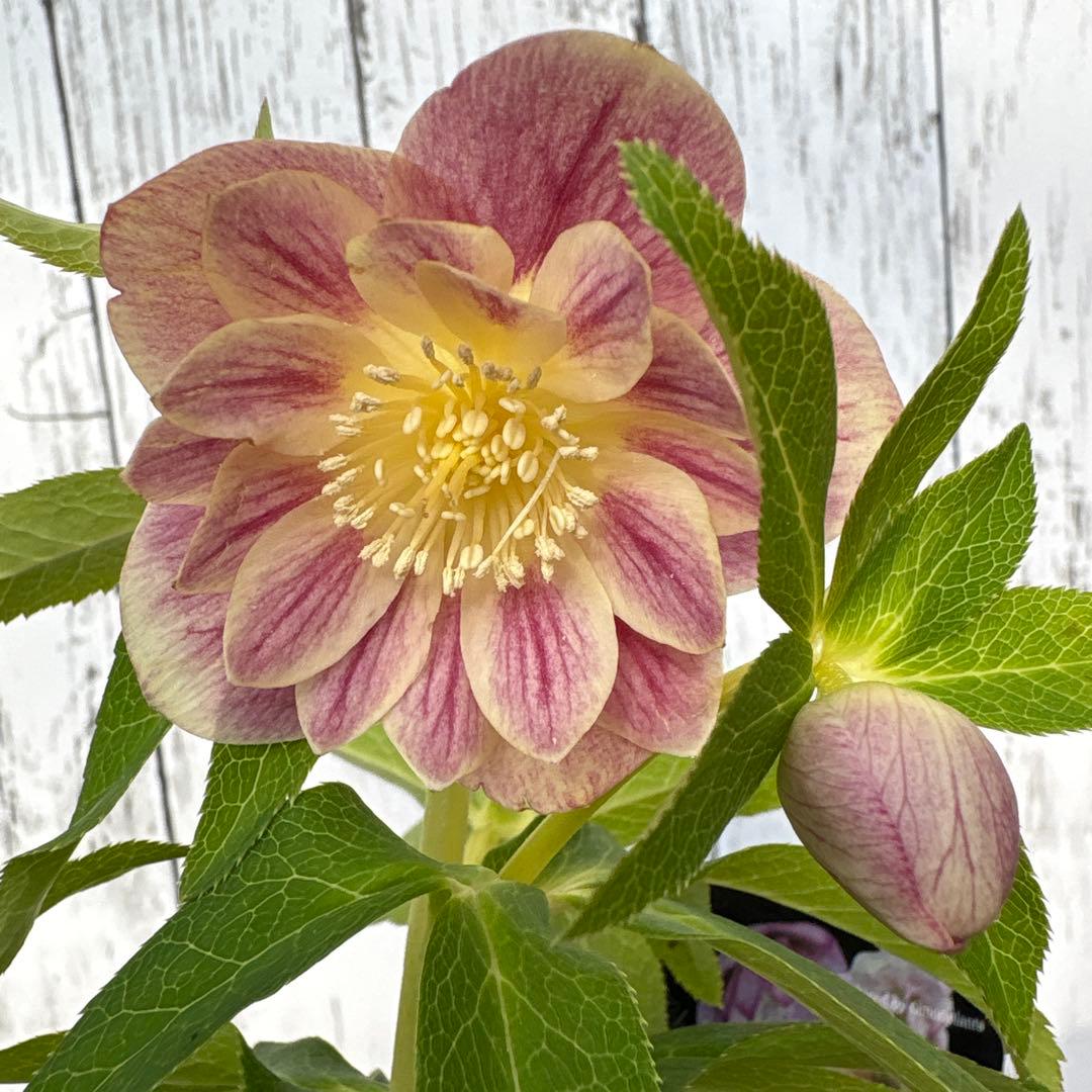 クリスマスローズ苗　ウィンターシンフォニー　蕾付きです