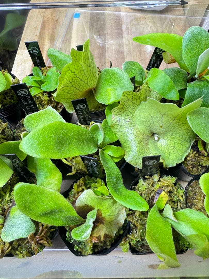 ビカクシダ　15種　ラスト