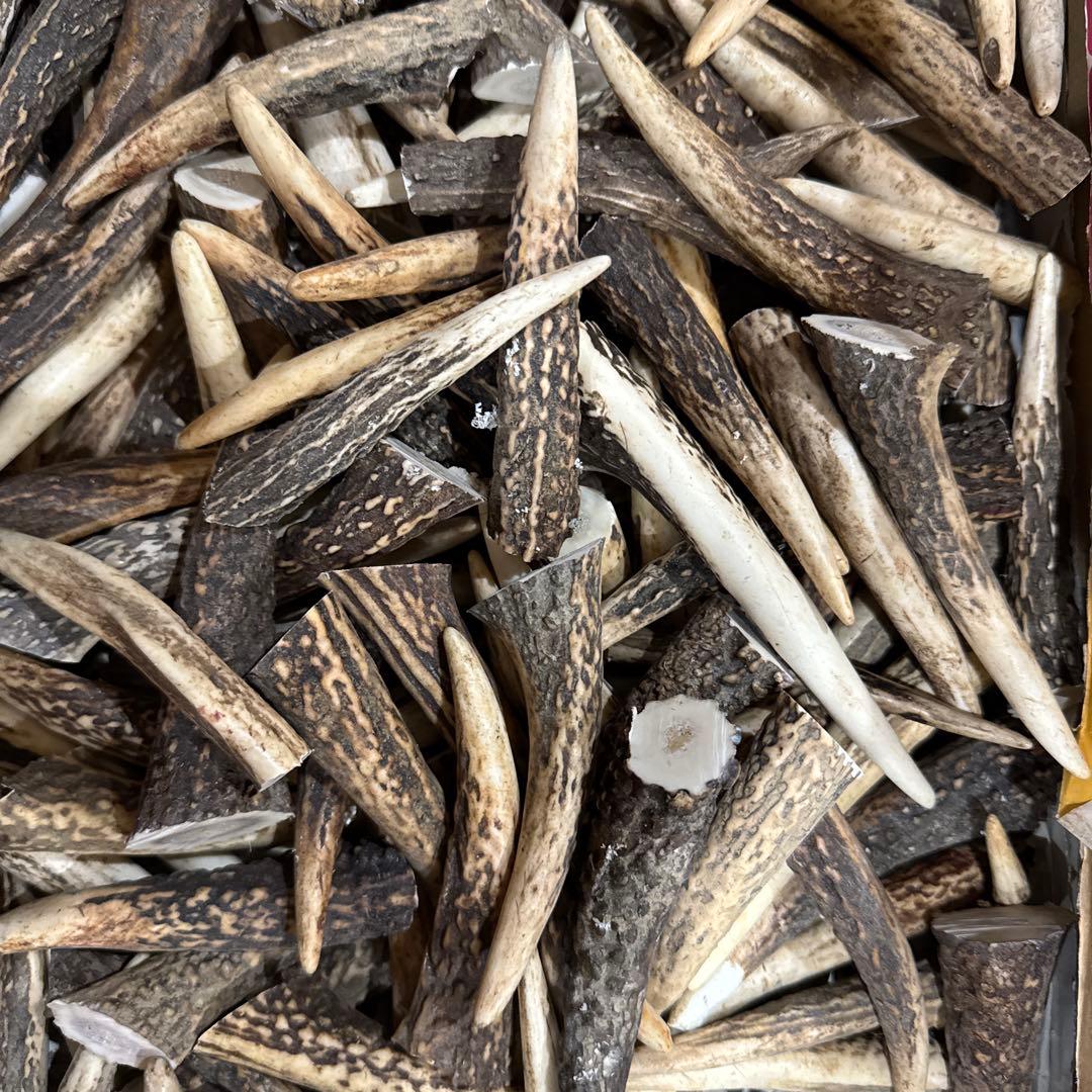 鹿ツノ　5kg 短め アクセ　DIY