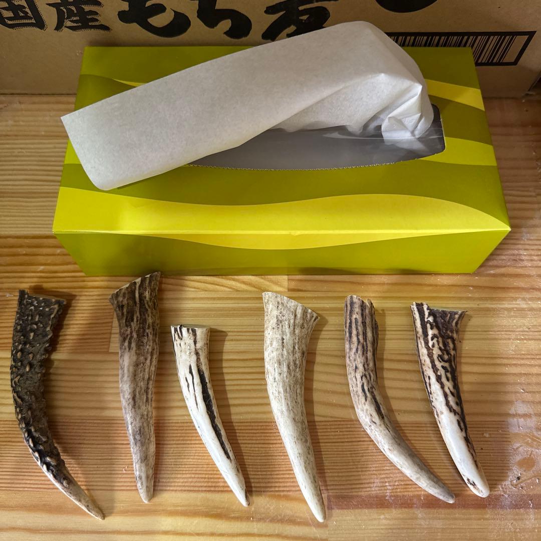 鹿ツノ　5kg 短め アクセ　DIY