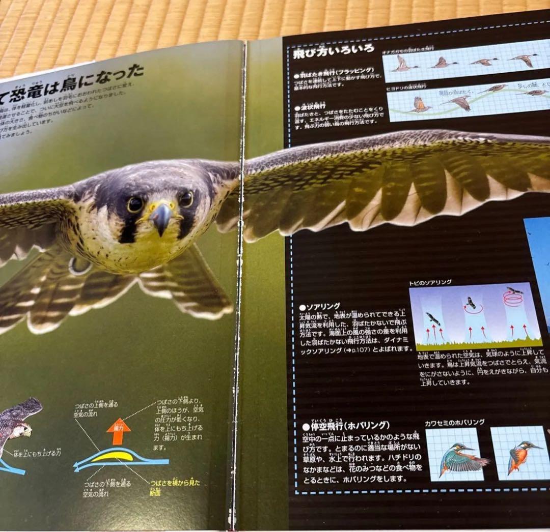 【すしろー】小学館の図鑑NEO 13冊セット　DVD付き　美品