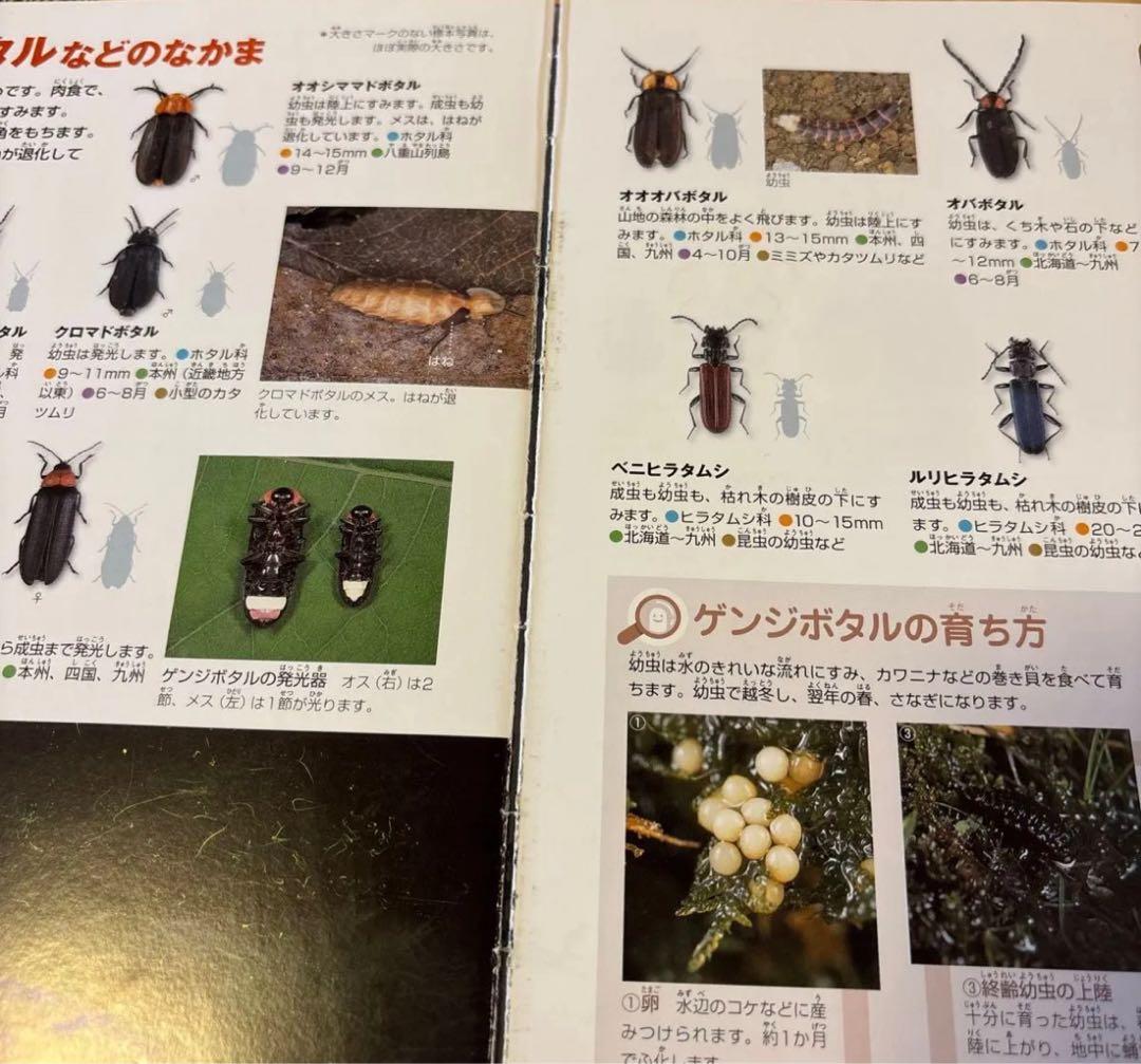 【すしろー】小学館の図鑑NEO 13冊セット　DVD付き　美品