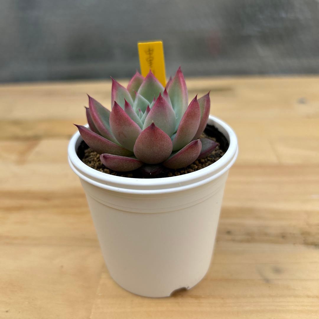 多肉植物⭐︎中里リンゼアナ⭐︎札付き