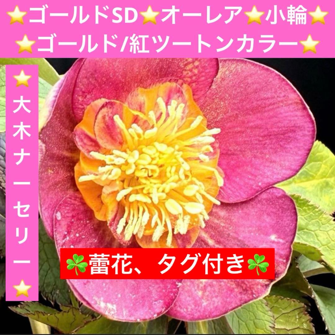 も*読様 3491☘️蕾花、タグ付き☘️金SD⭐️オーレア⭐️小輪⭐️金/紅ツー