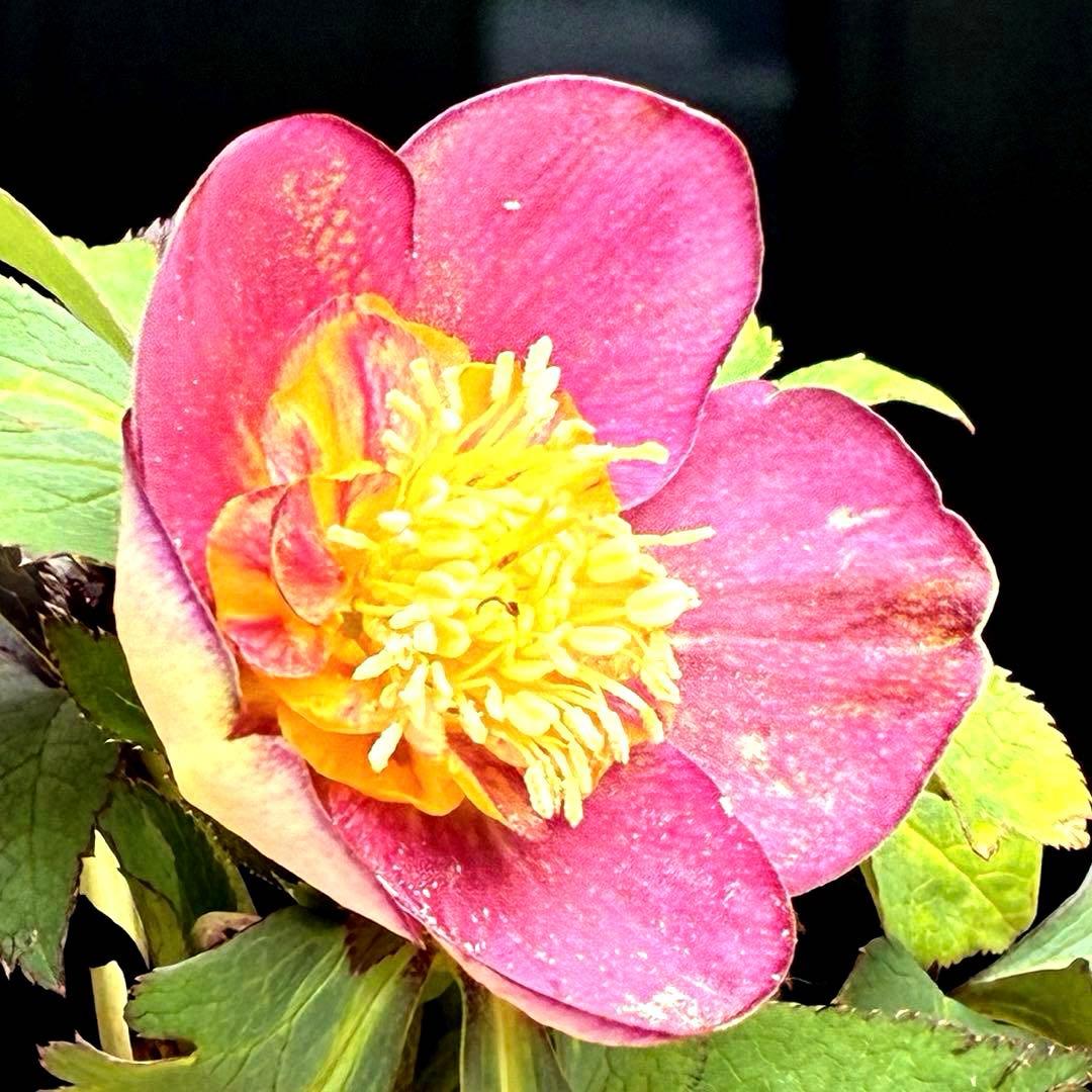 も*読様 3491☘️蕾花、タグ付き☘️金SD⭐️オーレア⭐️小輪⭐️金/紅ツー