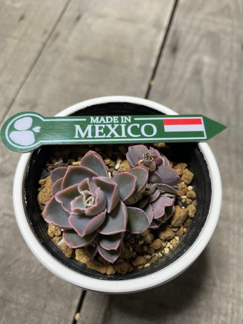 リクエスト出品　原種　群生チャザロイ　Chazaroi エケベリア 紫色