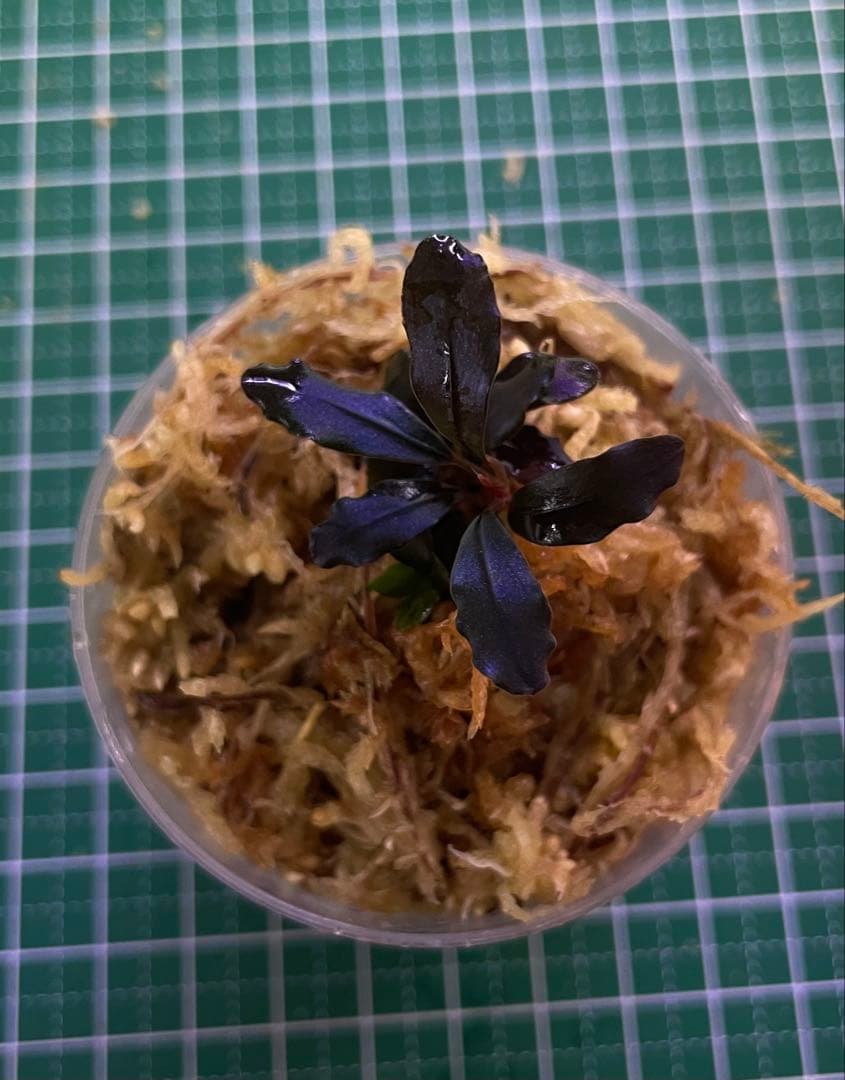 Bucephalandra sp.Ghost kalimantan①