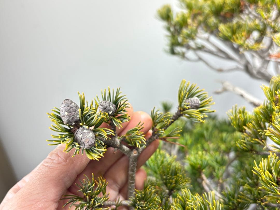 【九重】五葉松　盆栽