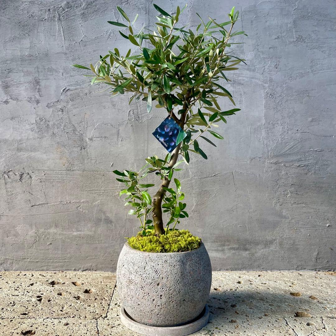 Souju オリーブ　【シプレッシーノ】　天然苔盆材仕立て　陶器鉢　植え込み発送