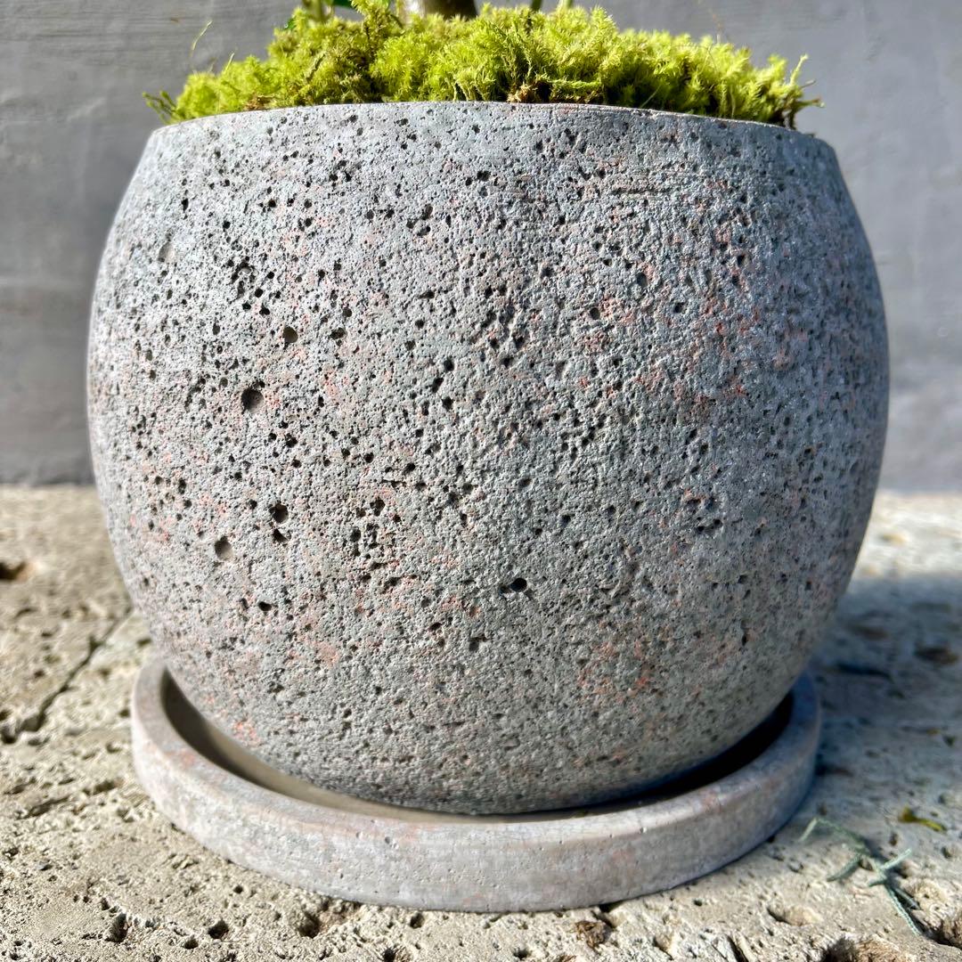 Souju オリーブ　【シプレッシーノ】　天然苔盆材仕立て　陶器鉢　植え込み発送