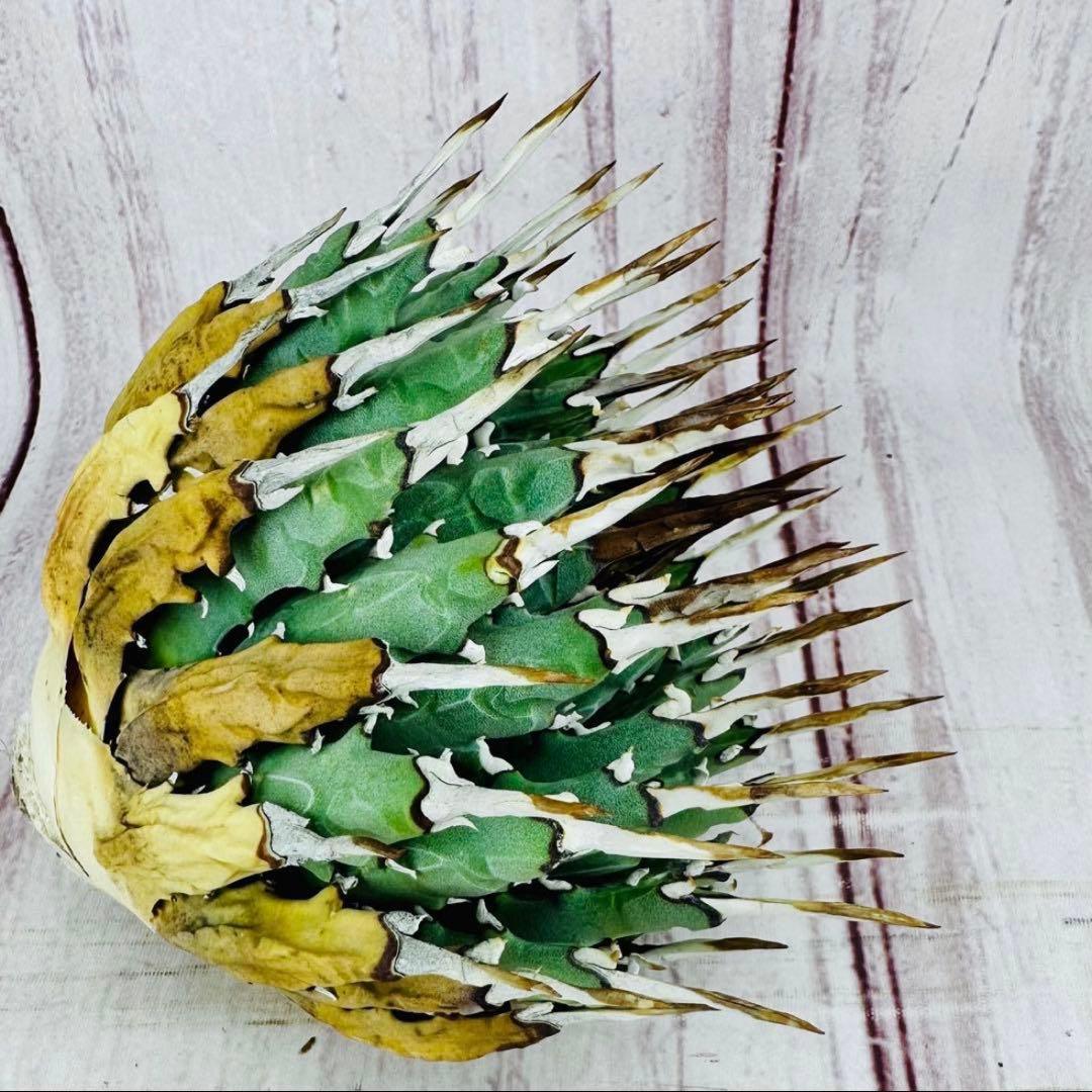 2 アガベ ユタエンシス　エボリスピナ ショートスパイン 短葉