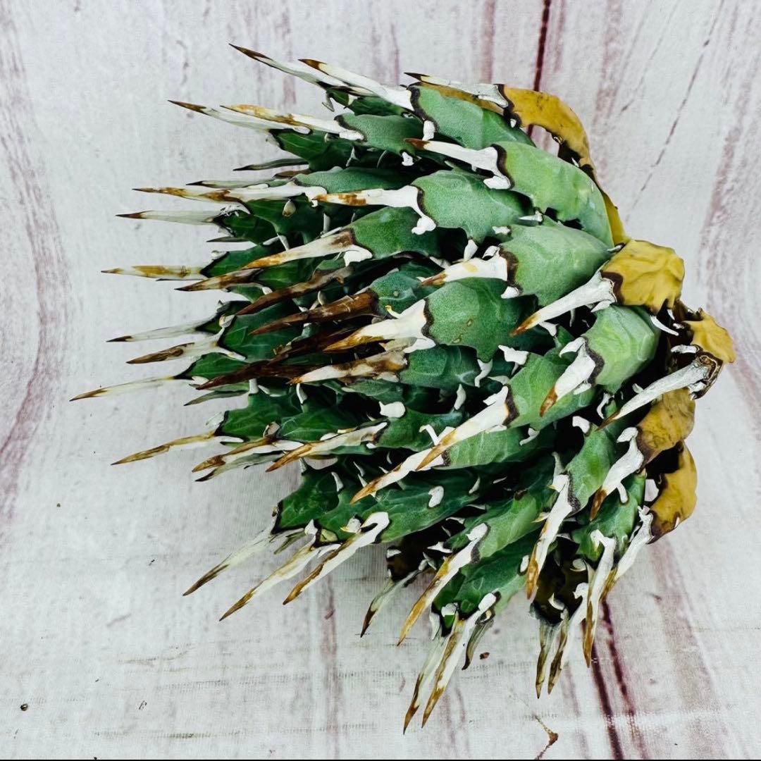 2 アガベ ユタエンシス　エボリスピナ ショートスパイン 短葉