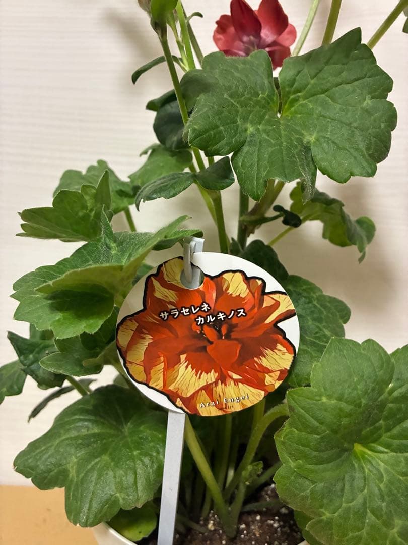 ラナンキュラスラックス　ランドセル　５号鉢ムーサ　ピュタロス　カルキノス　ラゴス