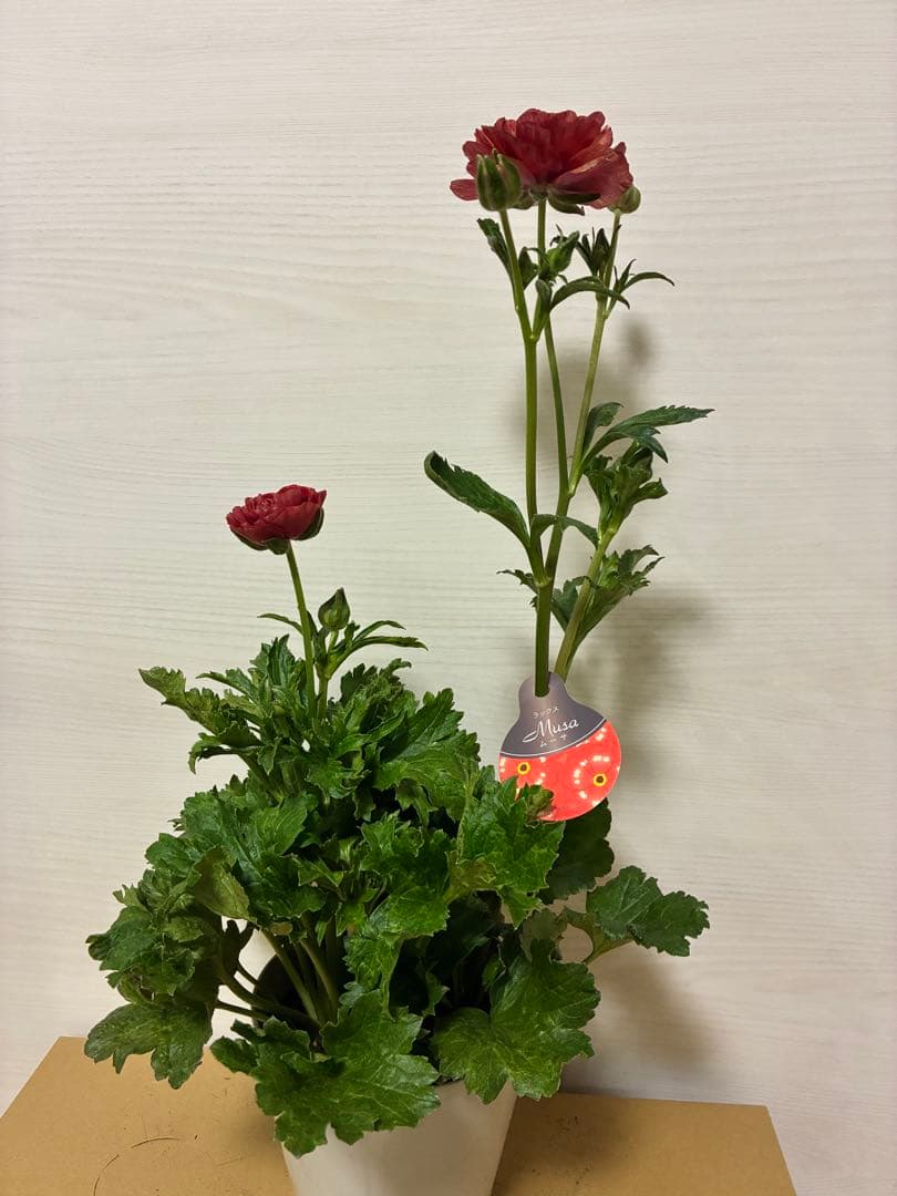 ラナンキュラスラックス　ランドセル　５号鉢ムーサ　ピュタロス　カルキノス　ラゴス