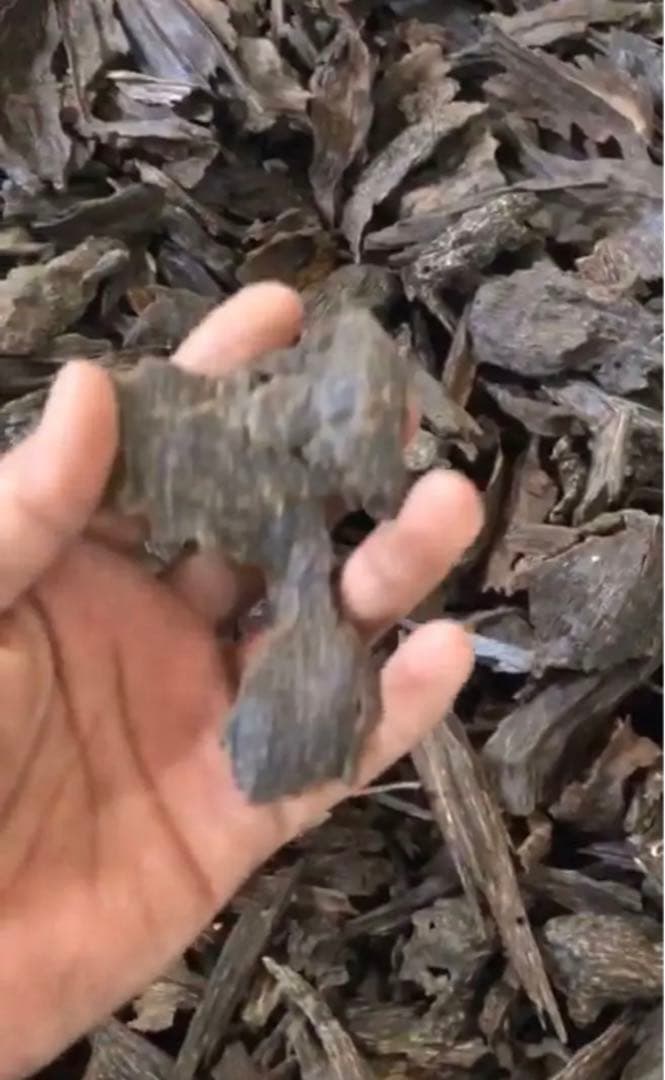 カリマンタン島産 香料樹木材 1kg