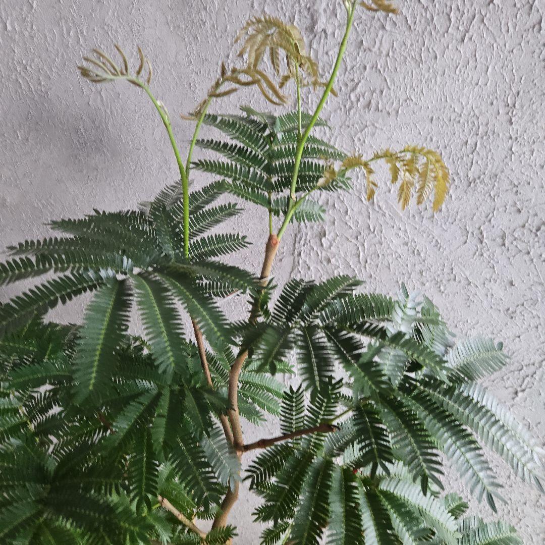 ①　エバーフレッシュ　8号　極太　最高等級極上品‼️