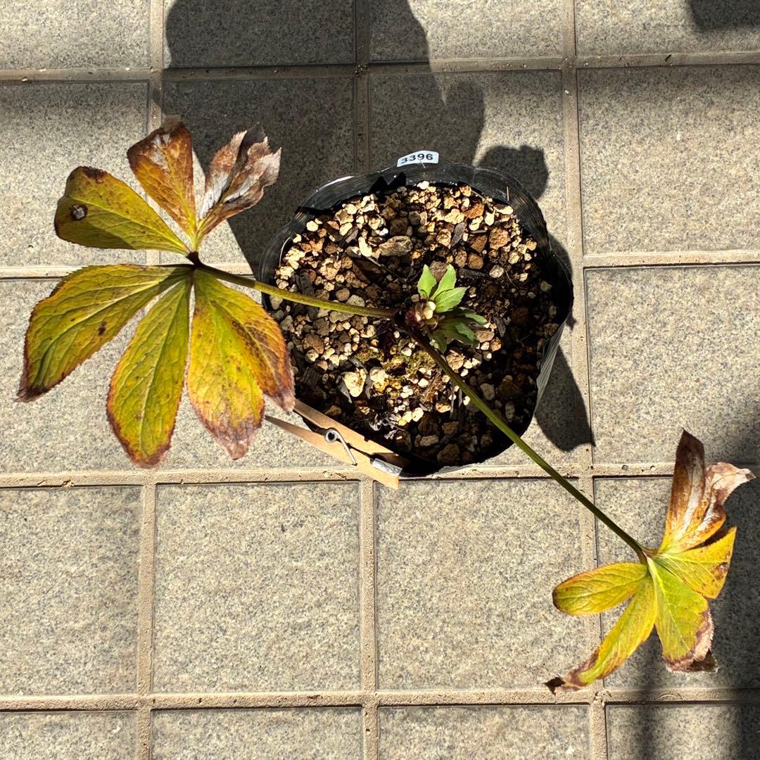 ラ*ク様 ☘️❤️沢山❤️蕾付き☘️3396⭐️優しい透明感ピンク⭐️ダークアイ