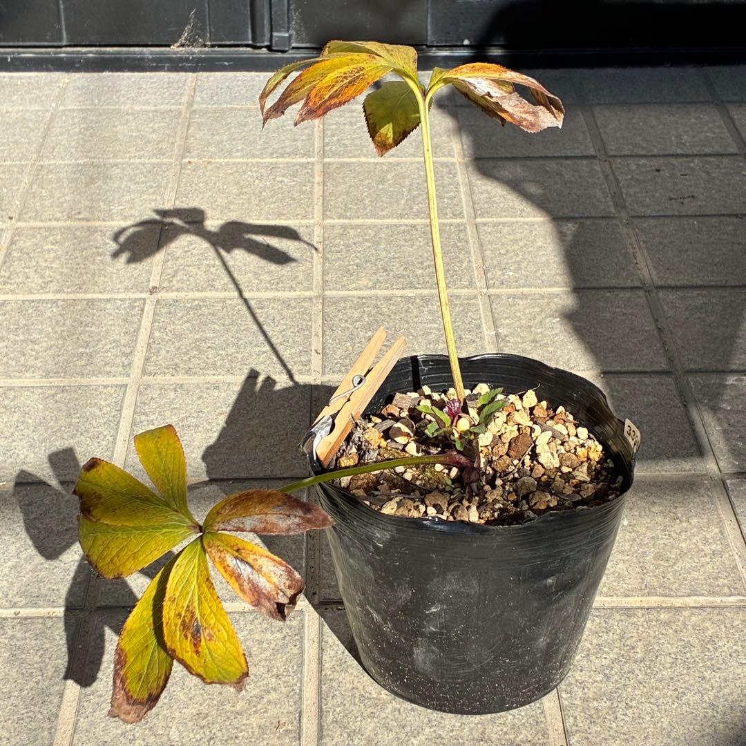 ラ*ク様 ☘️❤️沢山❤️蕾付き☘️3396⭐️優しい透明感ピンク⭐️ダークアイ