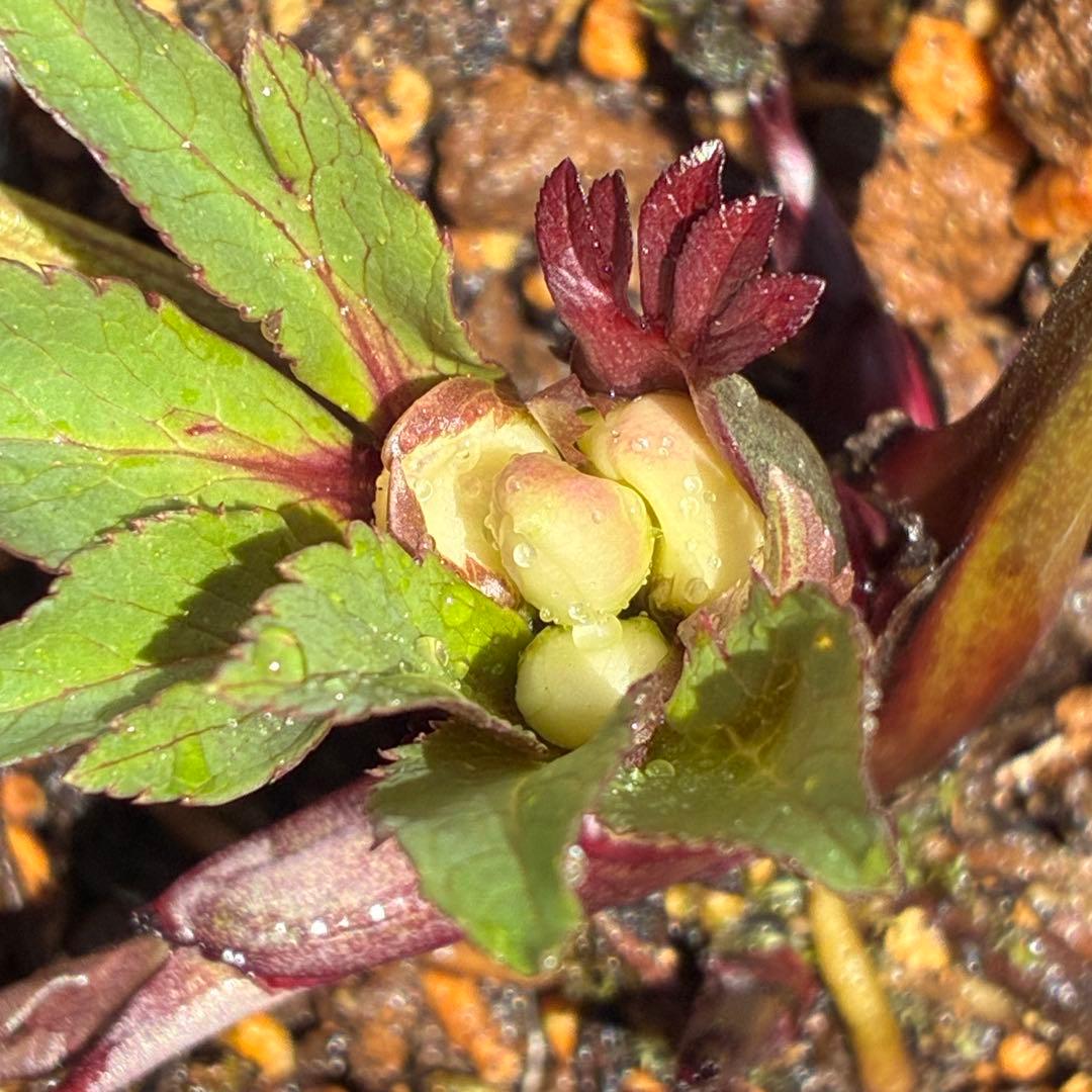 ラ*ク様 ☘️❤️沢山❤️蕾付き☘️3396⭐️優しい透明感ピンク⭐️ダークアイ
