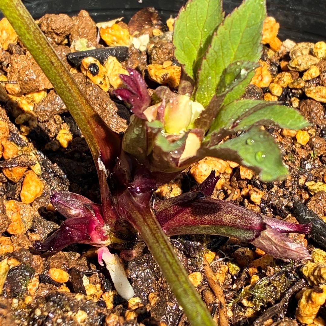 ラ*ク様 ☘️❤️沢山❤️蕾付き☘️3396⭐️優しい透明感ピンク⭐️ダークアイ