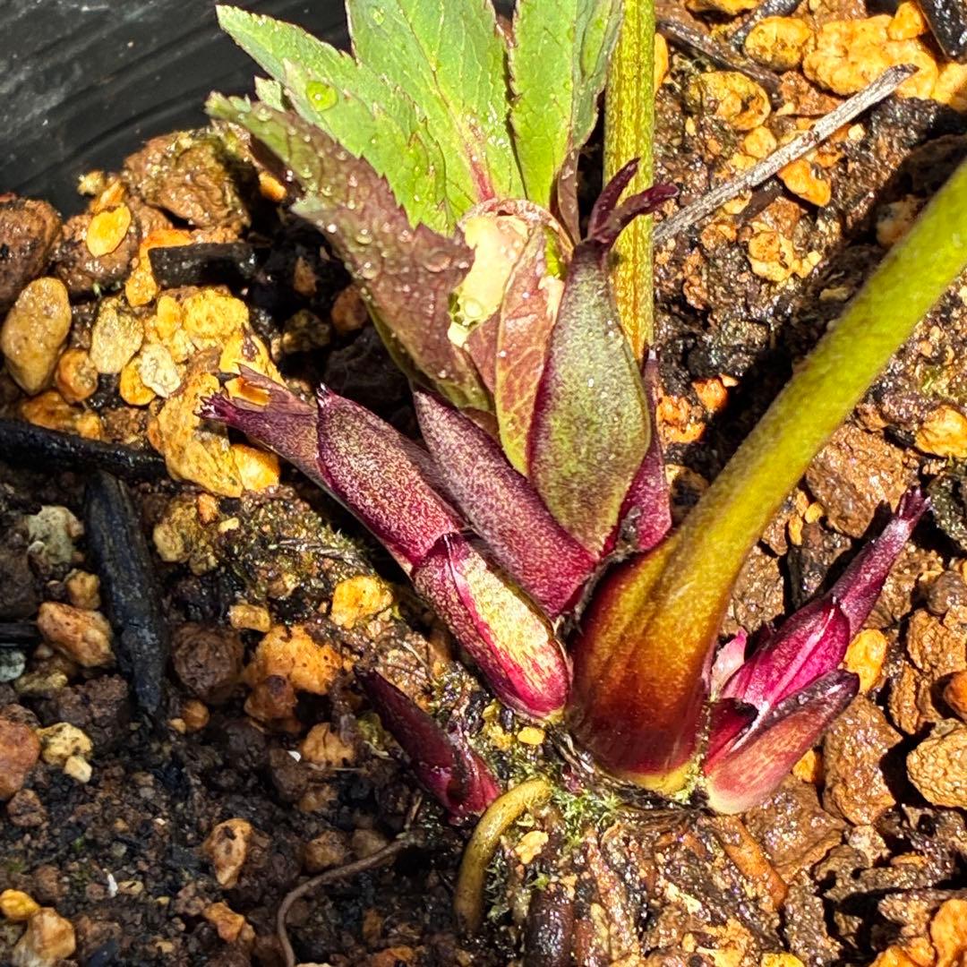 ラ*ク様 ☘️❤️沢山❤️蕾付き☘️3396⭐️優しい透明感ピンク⭐️ダークアイ