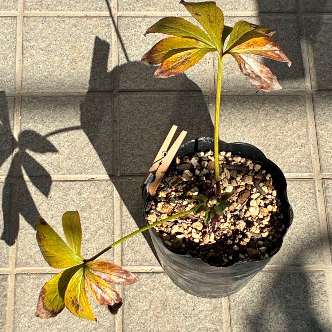 ラ*ク様 ☘️❤️沢山❤️蕾付き☘️3396⭐️優しい透明感ピンク⭐️ダークアイ