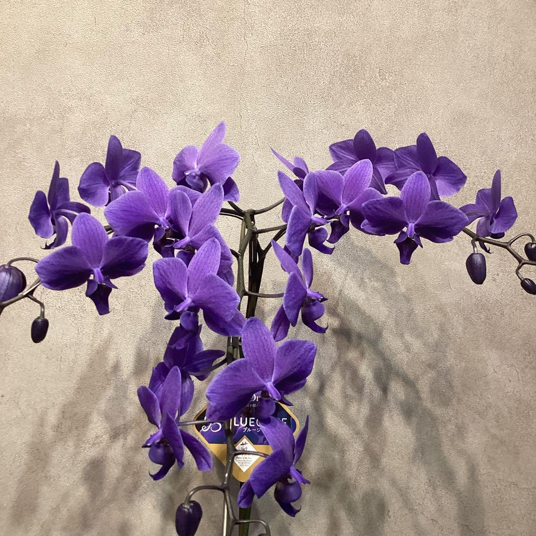 現品❗️入荷少なめです❗️超希少❗️胡蝶蘭❤️ブルージーン　1本立