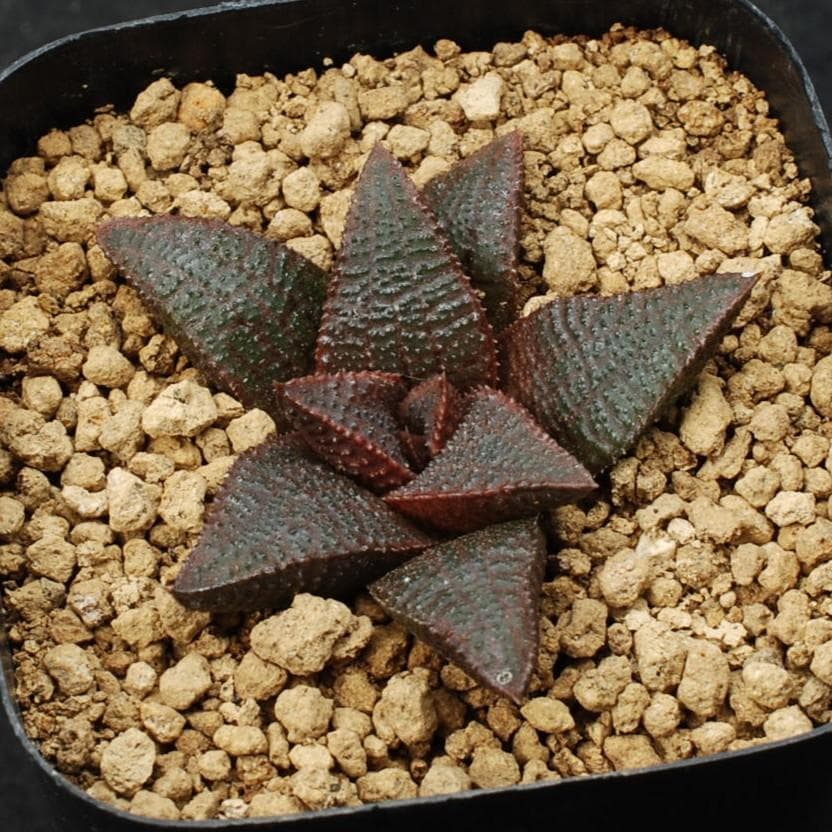 ハオルチア　マクマトリー　Transvaal、Verena　多肉植物260201