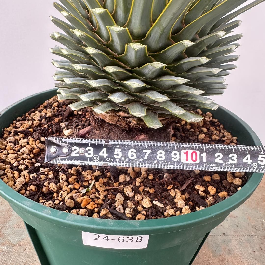 ユッカ　ロストラータ【24-638】美形　シルバーブルー