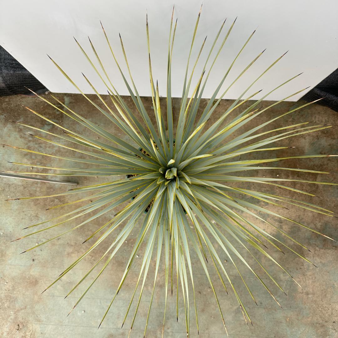 ユッカ　ロストラータ【24-638】美形　シルバーブルー