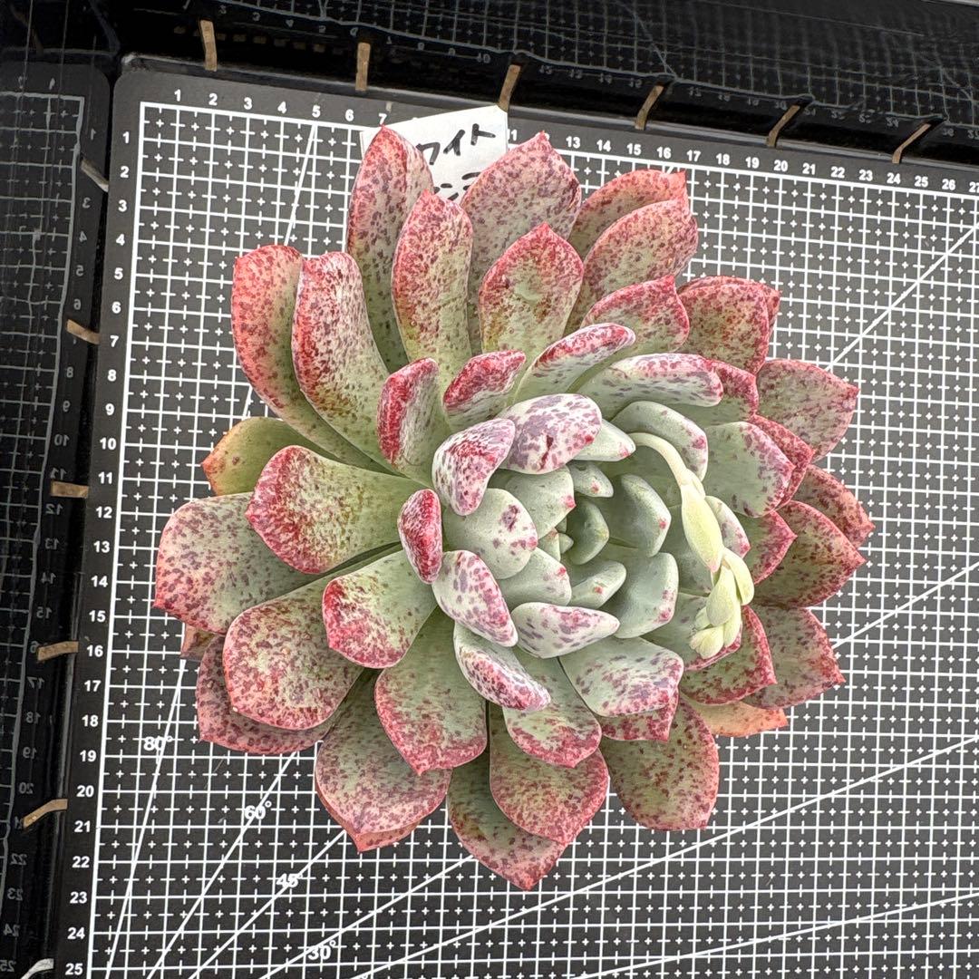 4 ホワイトビアンテ 特大 カット苗 多肉植物