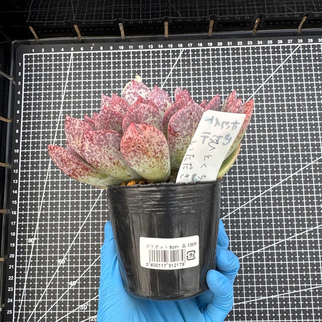 4 ホワイトビアンテ 特大 カット苗 多肉植物