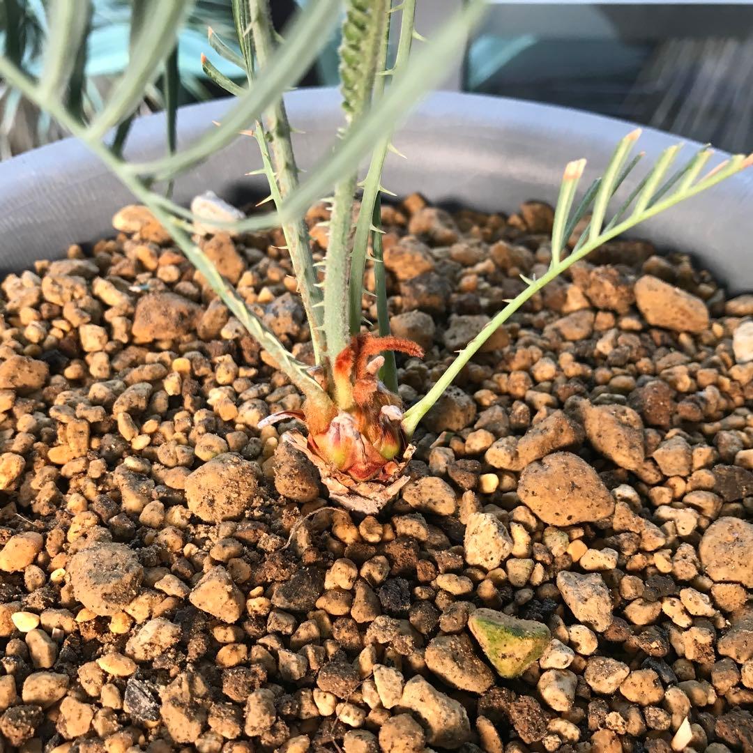 サイカスカイルンシアナ、オーストラリア原産、希少品種