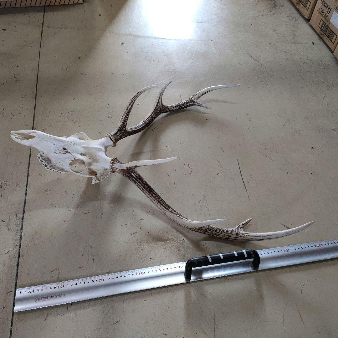 002 スカル頭蓋骨　ハンティングトロフィー　剥製　はく製　エゾシカ