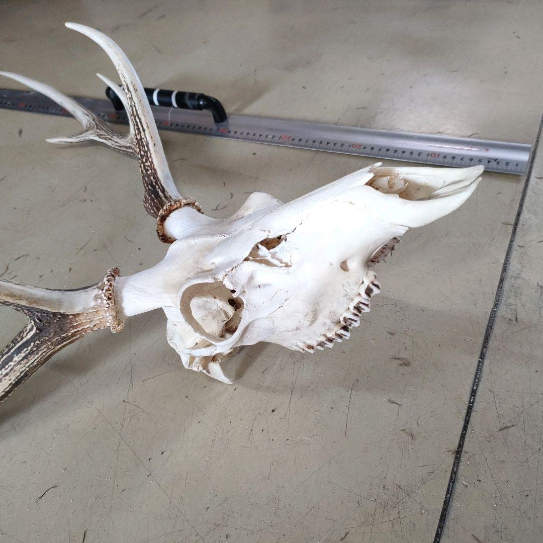 002 スカル頭蓋骨　ハンティングトロフィー　剥製　はく製　エゾシカ