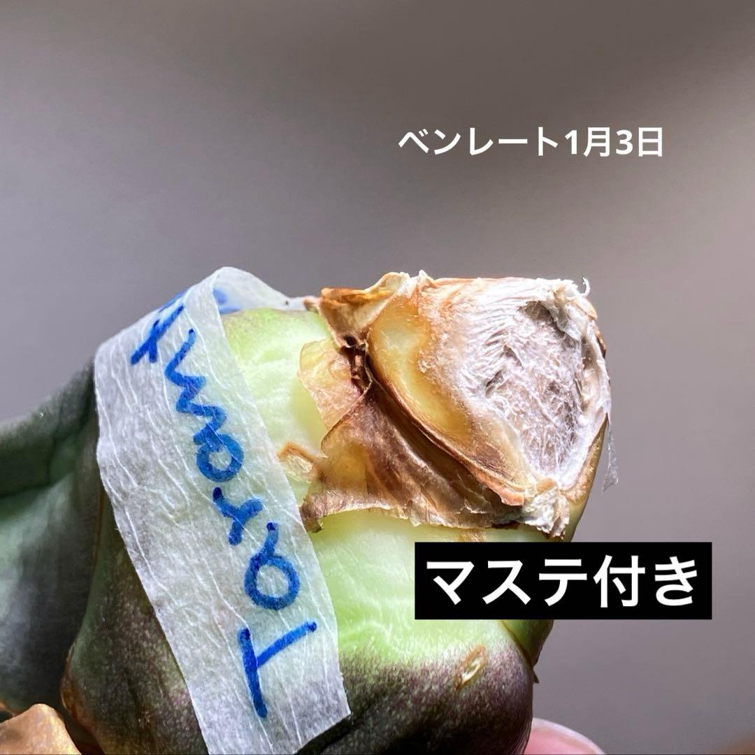 K*i様 【初売りオークション】71 REZA産　特選　長棘　アガベ　TARAN