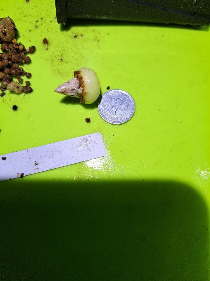 t*o様 山野草　ホロテンナンショウ　模様葉　開花見込み　休眠中