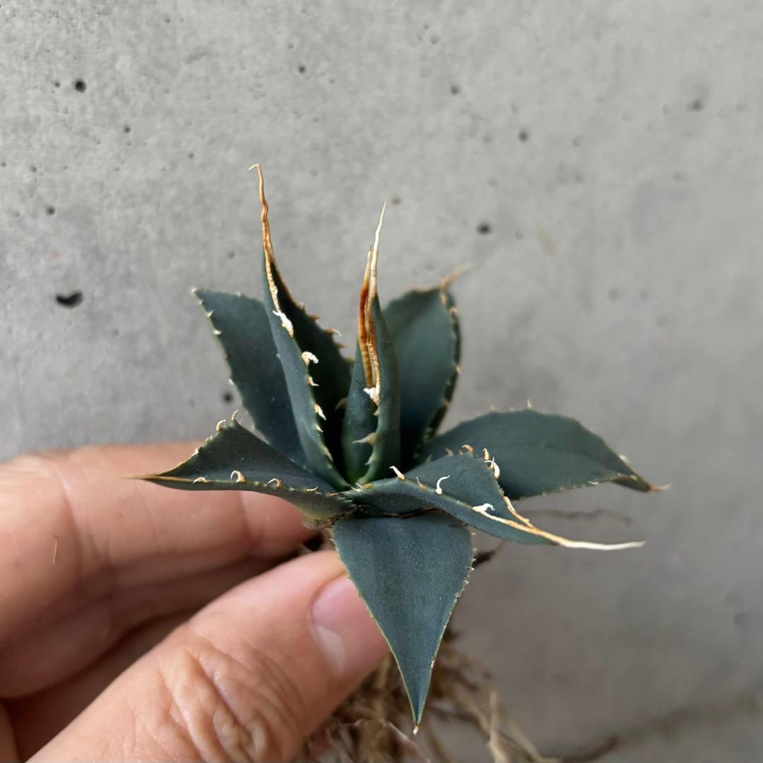 アガベ　ユタエンシス　エボリスピナ　小苗　実生14株セット