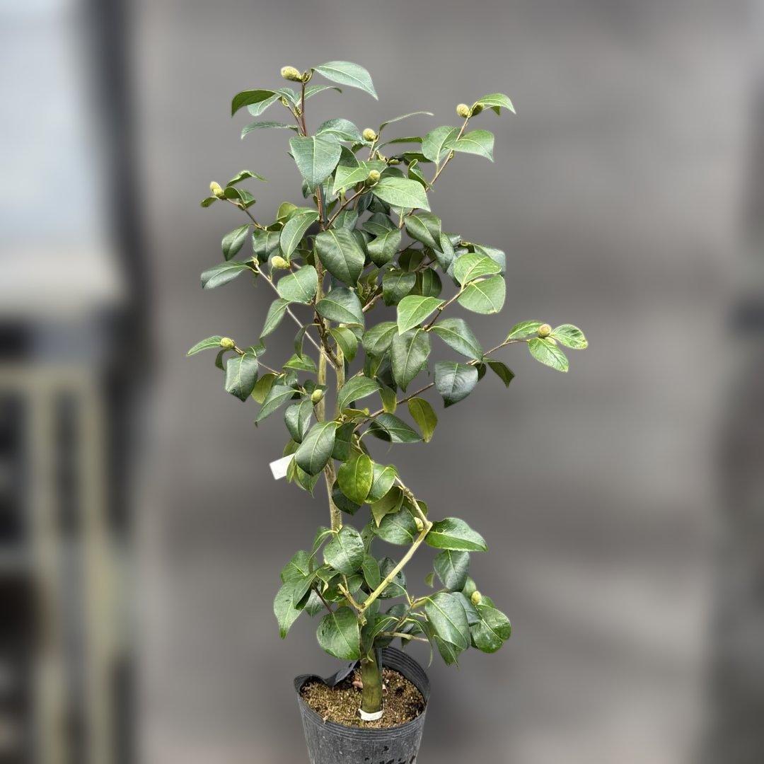 ばやん　大社紫