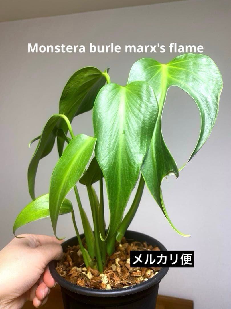 マ*ん様 【棚整理セール‼️】モンステラ　バールマルクス　希少　レア　人気‼️