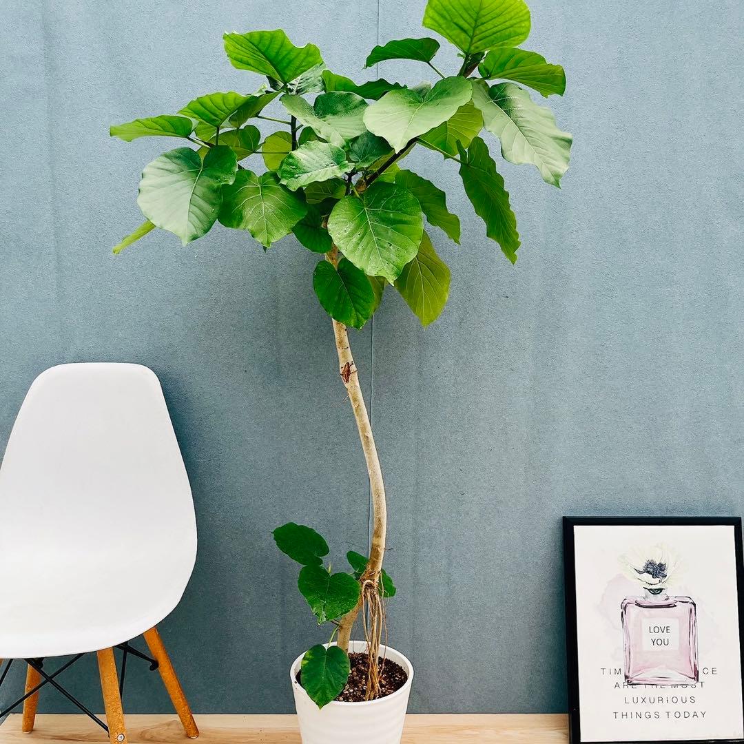 ［現品］A1 フィカスウンベラータ　8号　観葉植物　室内　大型　ゴムの木　人気