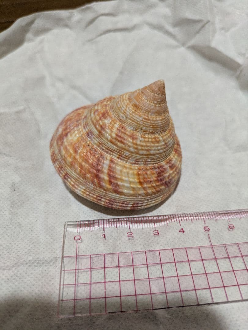 貝殻　オキナエビスガイ　エビスガイ　エビス貝