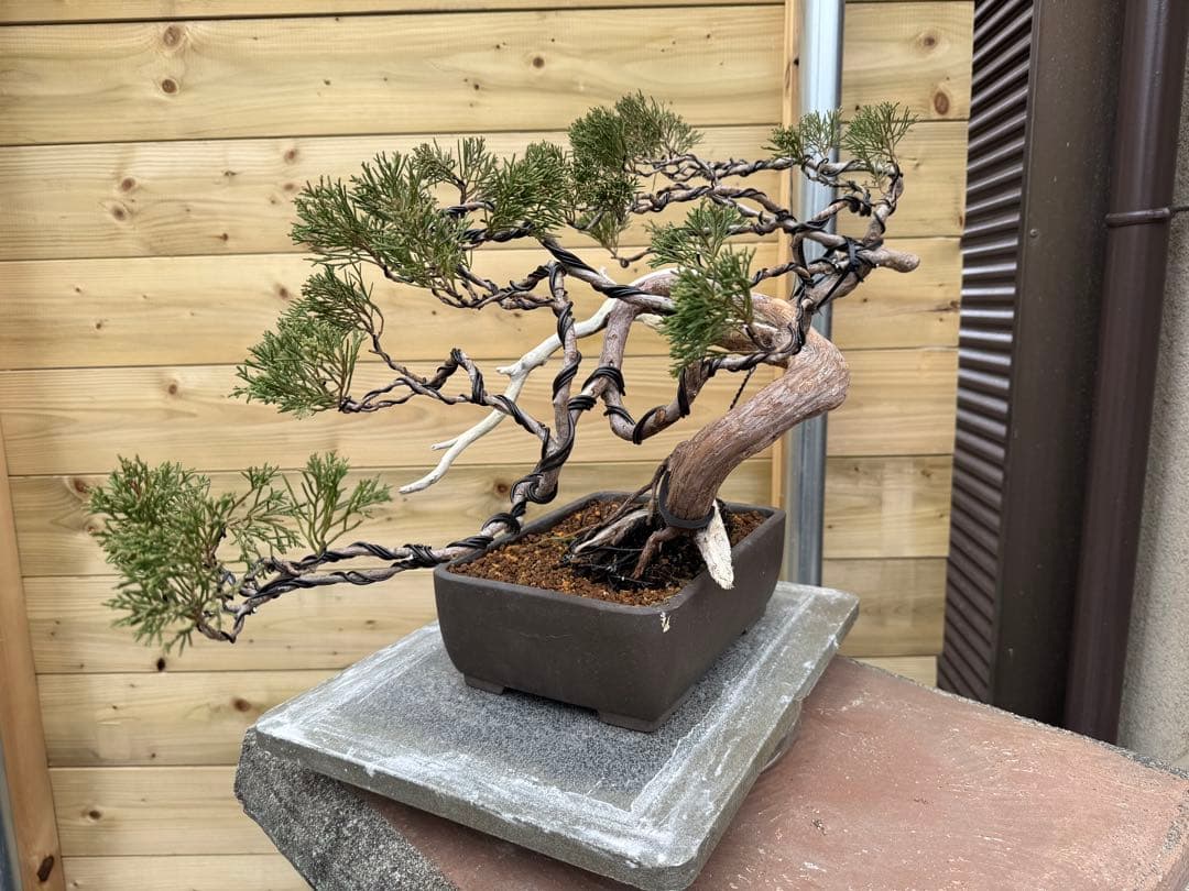 u*a様 糸魚川真柏 盆栽 山採り 樹高約35cm Juniperus 中品盆栽