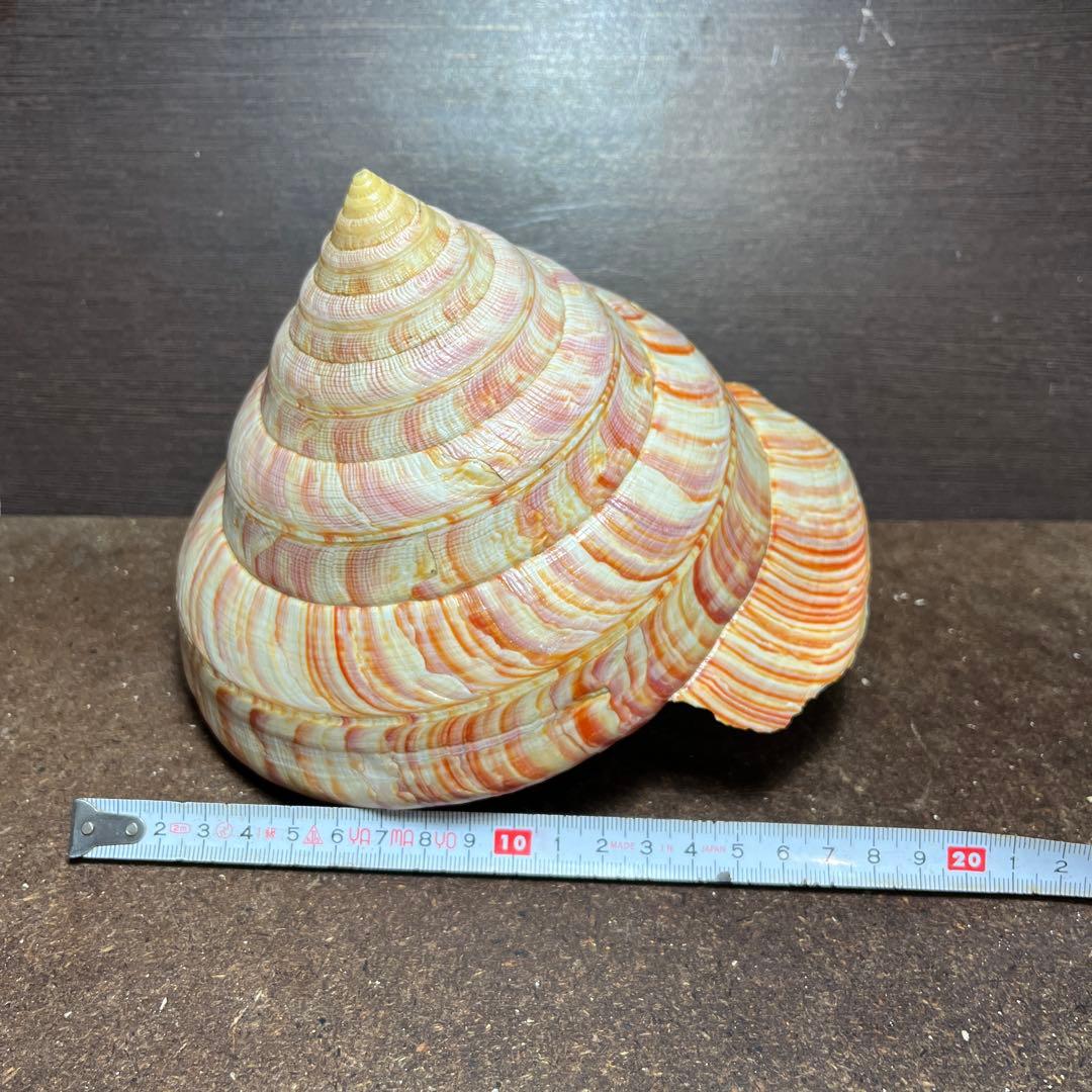 ケ*キ様 激レア　欠けアリ　東シナ海産　リュウグウオキナエビス