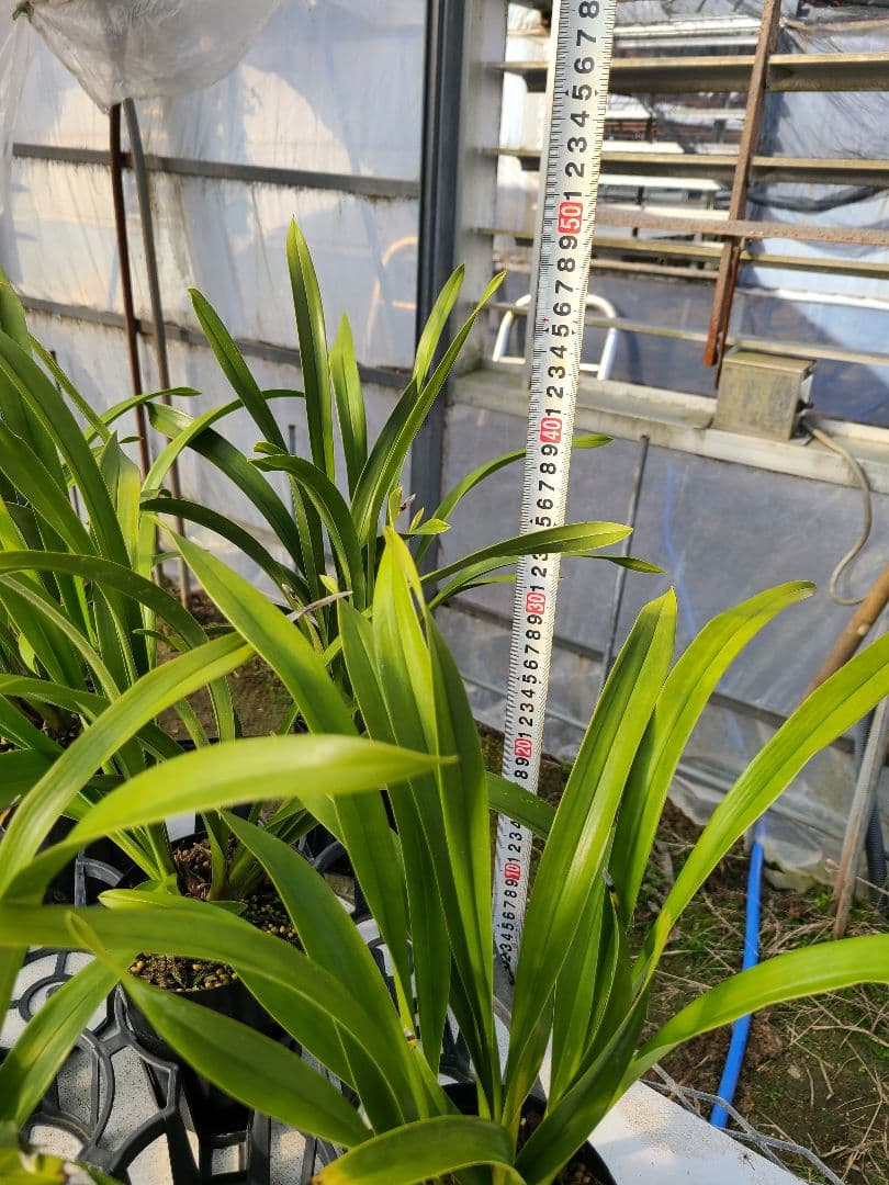 4寸。ミスマフェット。花芽4個。5鉢セット。蜜蜂誘引蘭。日本蜜蜂