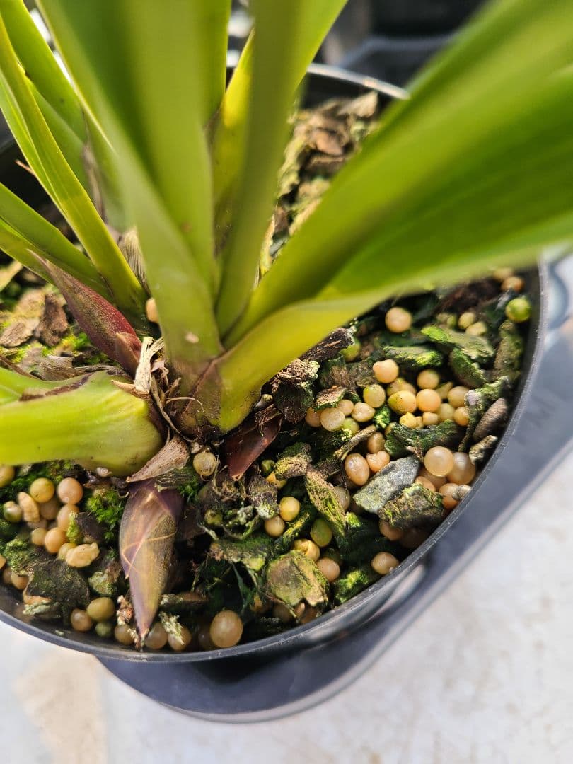 4寸。ミスマフェット。花芽4個。5鉢セット。蜜蜂誘引蘭。日本蜜蜂